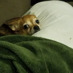 Meet your Posher, Darron